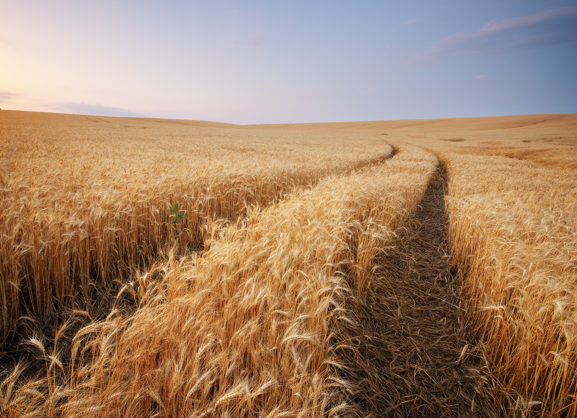 Meadow of wheat.