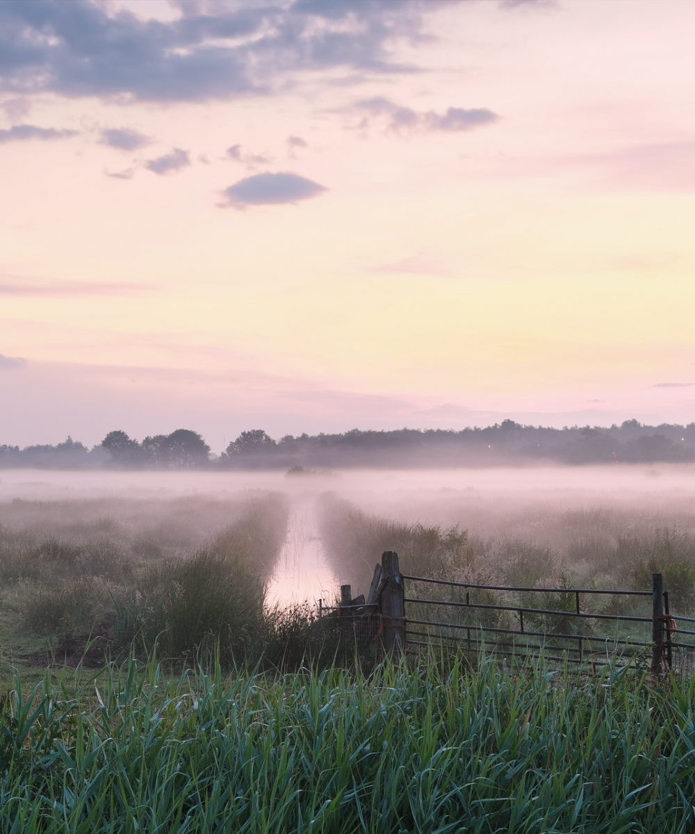 purple misty sunrise over meadow